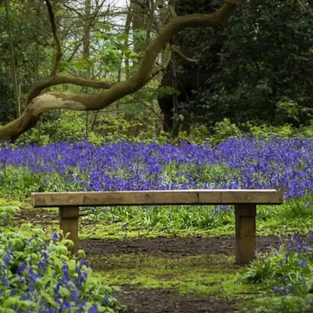 Counselling Psychotherapy and clinical supervision in Leicester represented by a wooden bench in a bluebell wood