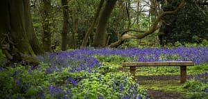 Counselling Psychotherapy and clinical supervision in Leicester represented by a wooden bench in a bluebell wood