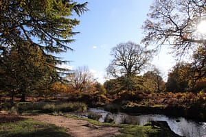 A rolling stream with over-hanging trees used to depict individual counselling