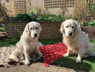 Paula's therapy dogs, both are golden retrievers