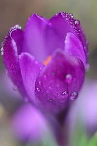 Counselling Psychotherapy for trainees Leicester is represented by a purple crocus that has droplets on water on its surface