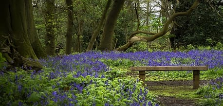 Counselling Psychotherapy and clinical supervision in Leicester represented by a wooden bench in a bluebell wood
